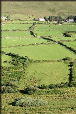 Green fields in County Kerry, Ireland